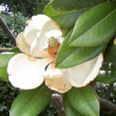 Magnolia4