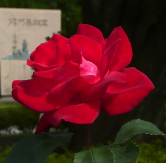 rose19