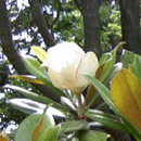 Magnolia3