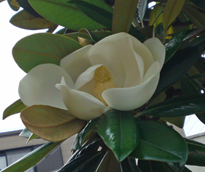 magnolia2