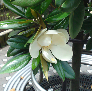 magnolia3