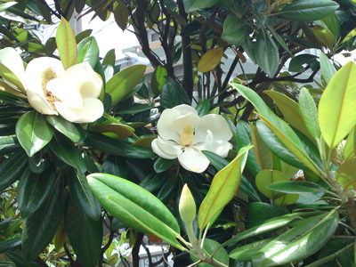 magnolia4