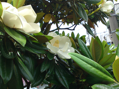 magnolia6