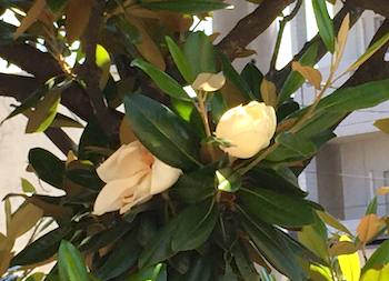 magnolia1